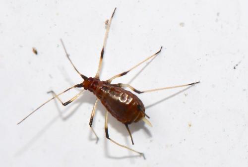 Réf. 330 338 : Macrosiphum rosae